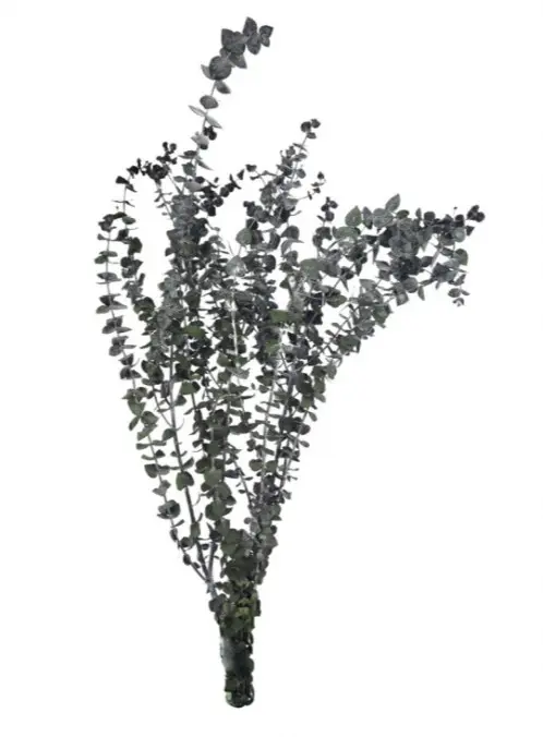 Decorative Eucalyptus