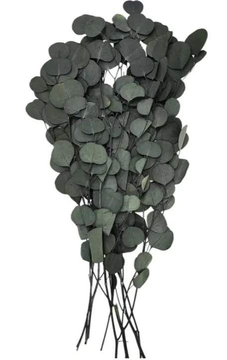 Decorative Eucalyptus