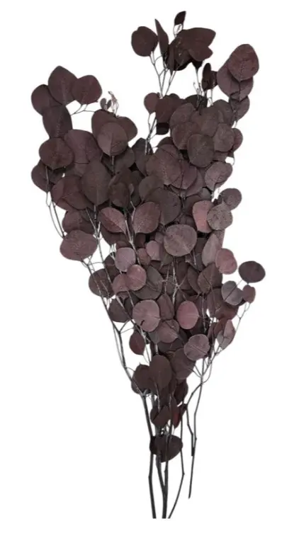Decorative Eucalyptus