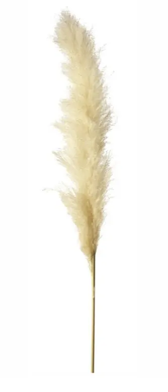 Decorative Pampas Grass