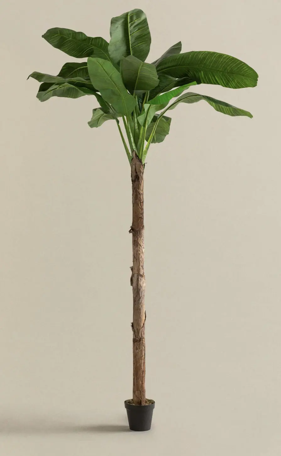 Decorative Banana Tree