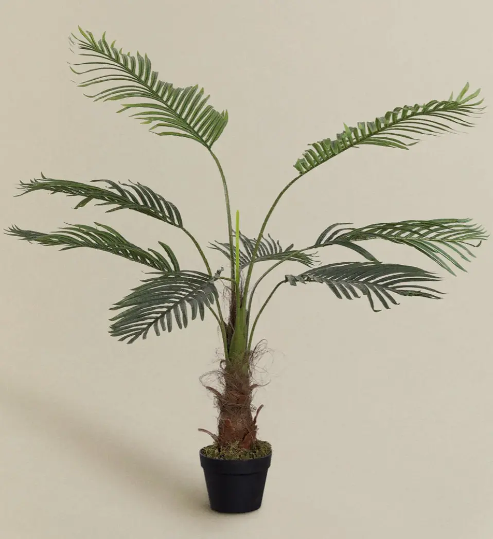 Decorative Palm Plant