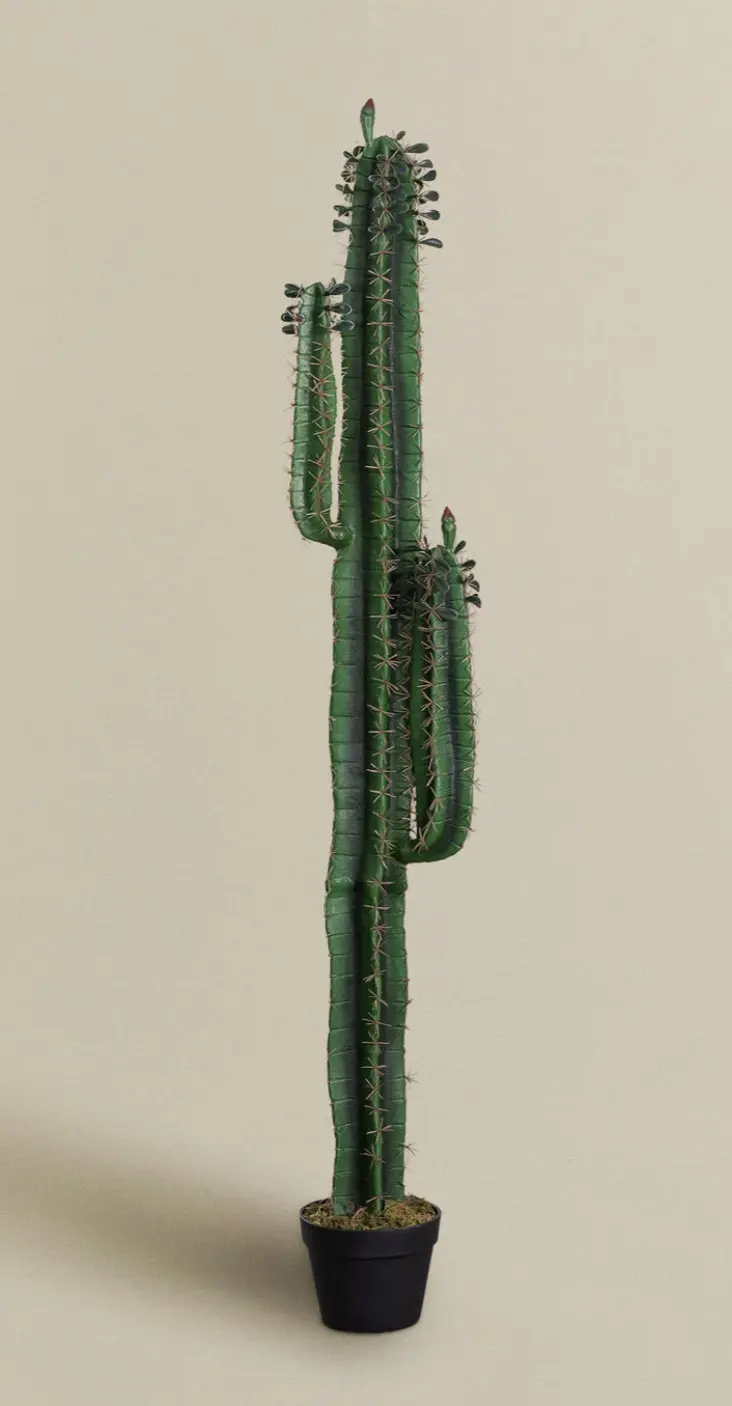 Decorative Cactus Plant