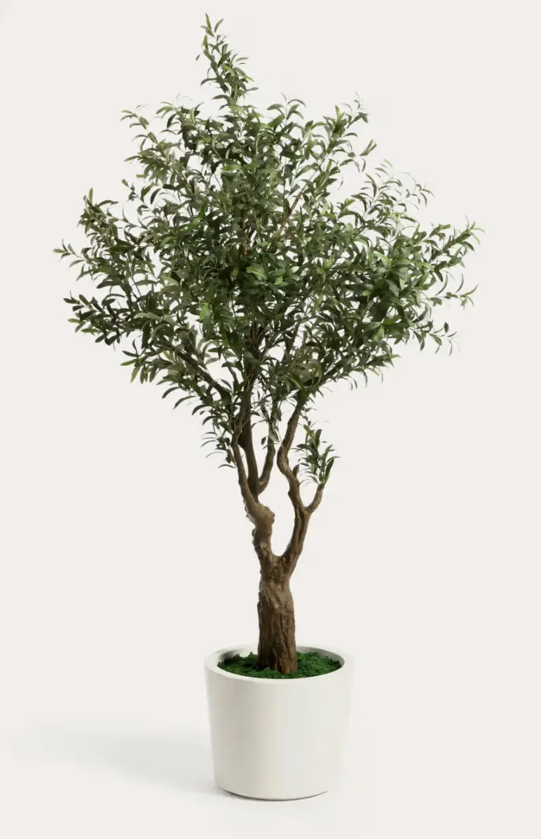 Olive tree (250cm)