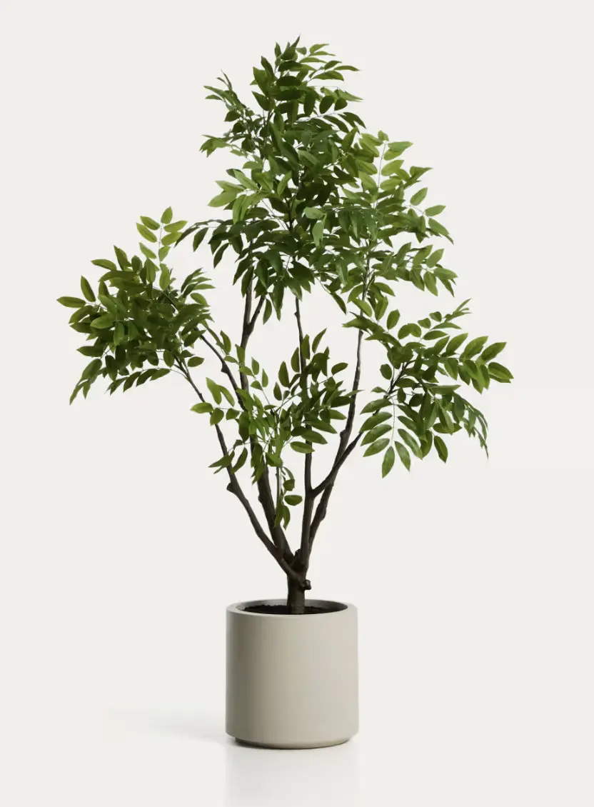 Rhus tree (185cm)